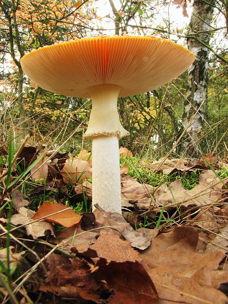 Wandeling van Monke en Judith op 21-10-2012 (14).JPG